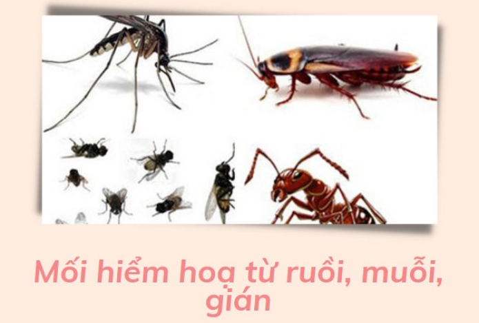 Mối hiểm hoạ từ ruồi, muỗi, gián