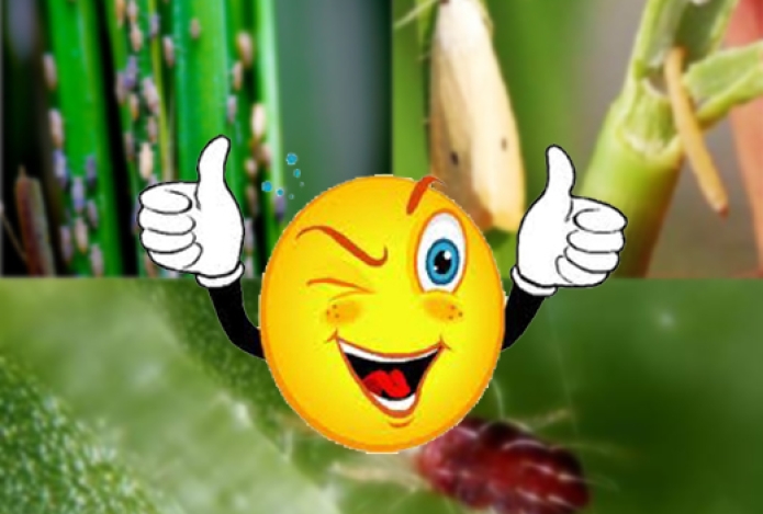 Máy phun thuốc trừ sâu-giải pháp ngăn ngừa sâu bệnh hiệu quả