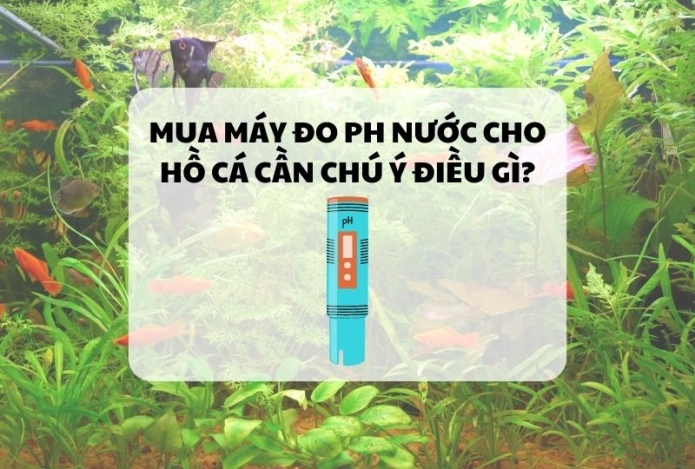 Mua máy đo ph nước cho hồ cá cần chú ý điều gì?