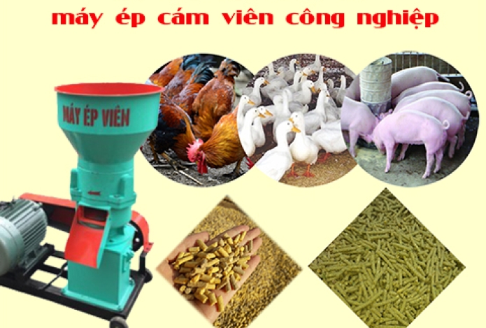Bí mật mà mọi chủ trang trại chăn nuôi cần biết về máy ép cám viên công nghiệp