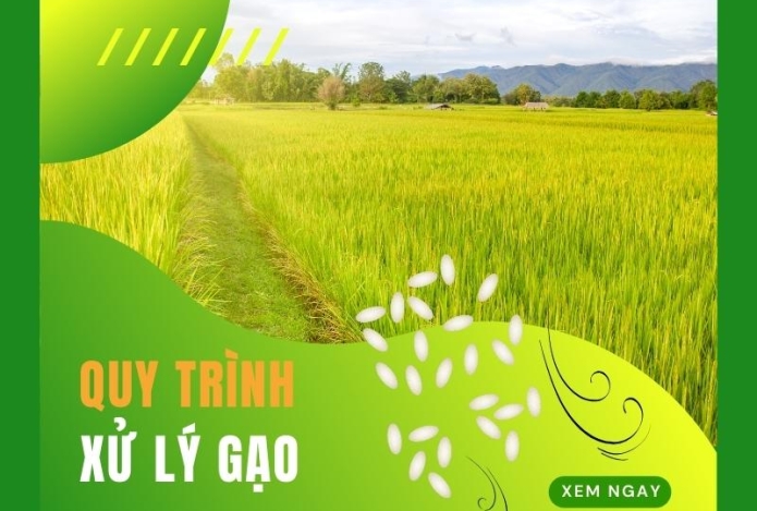 Quy Trình Xử Lý Gạo Sau Khi Sử Dụng Máy Xay Lúa