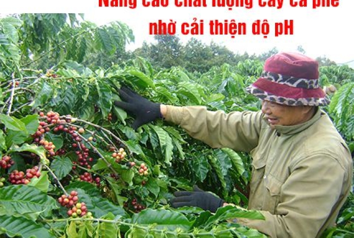 Nâng cao chất lượng cây cà phê nhờ cải thiện độ pH
