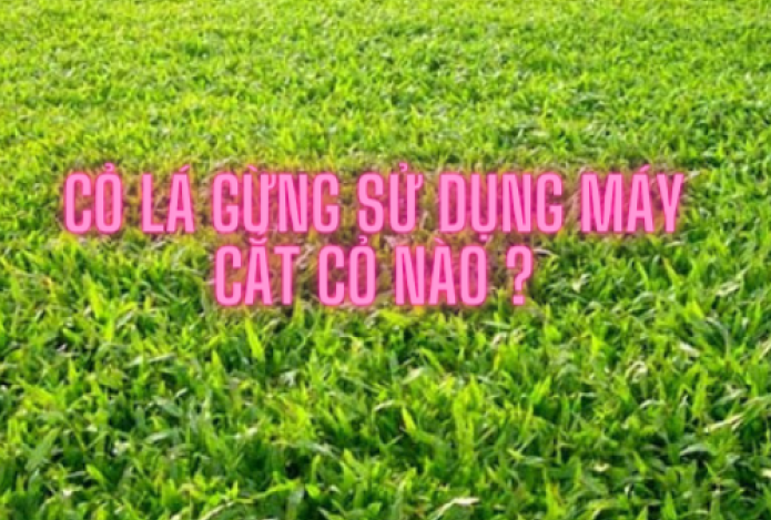 Tư vấn chọn máy cắt cỏ Honda phù hợp cho cỏ lá gừng