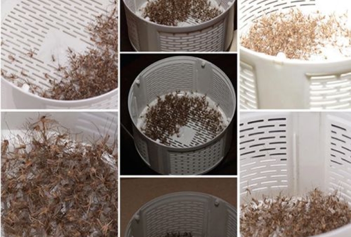 5 cách đơn giản để giữ cho ngôi nhà của bạn không có muỗi