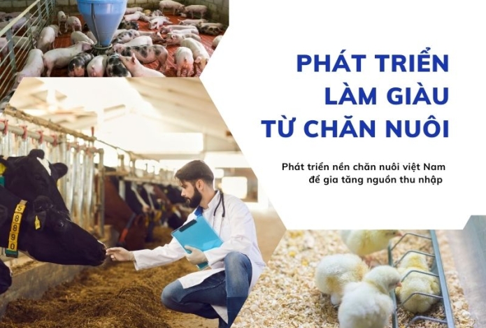 Phát triển làm giàu từ chăn nuôi