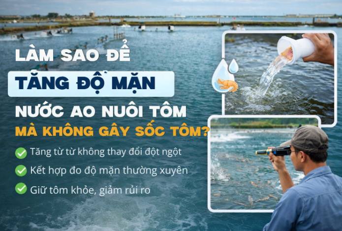 Làm Sao Để Tăng Độ Mặn Nước Ao Nuôi Tôm Mà Không Gây Sốc Tôm?