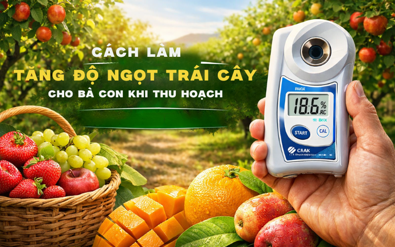 Cách Làm Tăng Độ Ngọt Trái Cây Cho Bà Con Khi Thu Hoạch