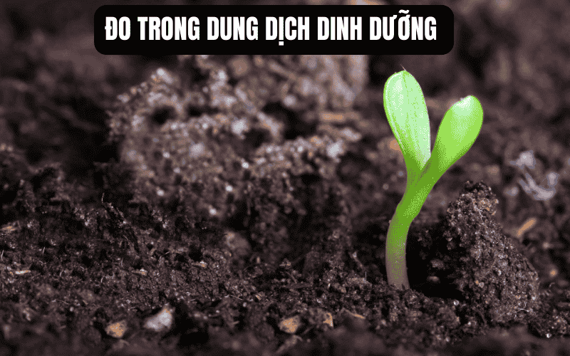 Đo trong dung dịch dinh dưỡng 