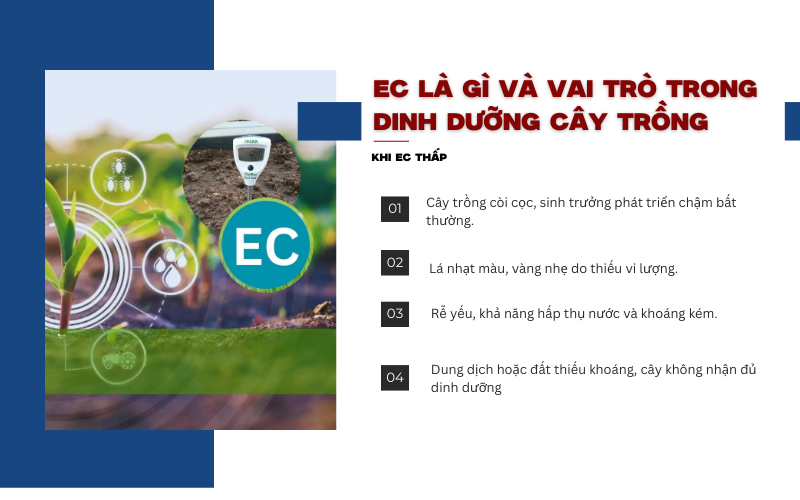  EC là gì và vai trò trong dinh dưỡng cây trồng
