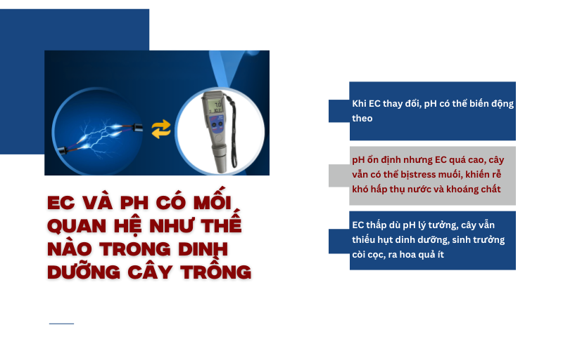 EC và pH có mối quan hệ như thế nào trong dinh dưỡng cây trồng