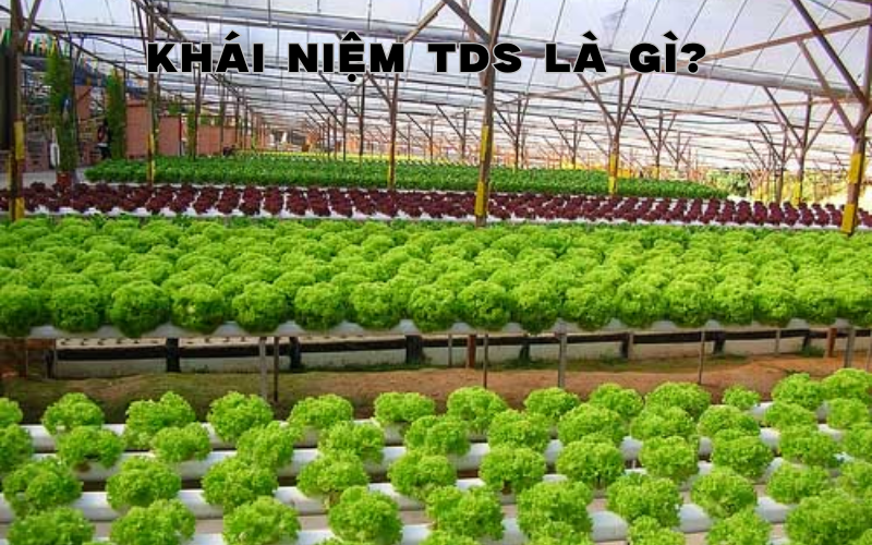 Khái niệm TDS là gì?