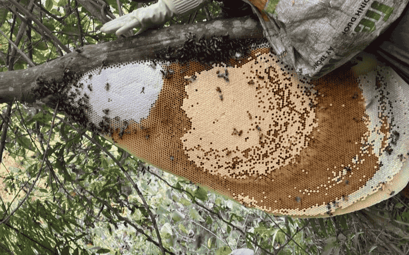 Khúc xạ kế đo độ ngọt là gì? Nguyên lý đo độ ngọt mật ong