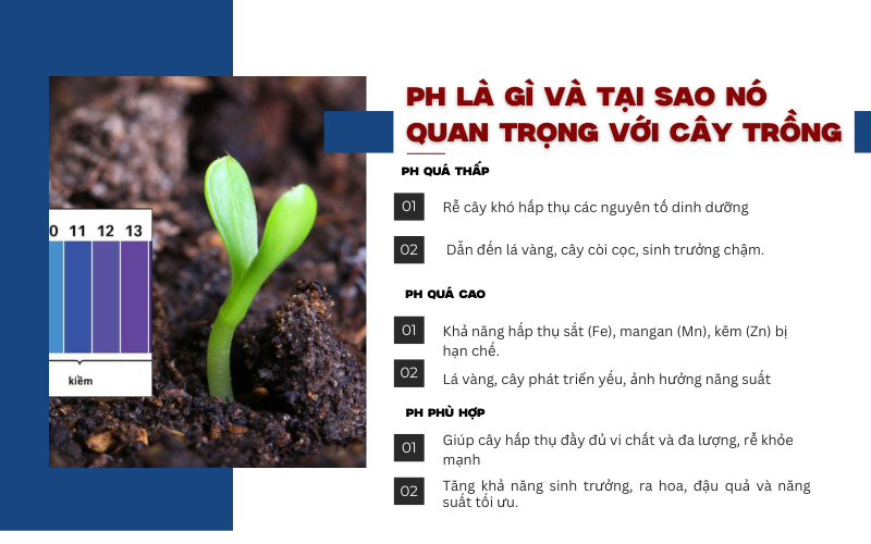 PH là gì và tại sao nó quan trọng với cây trồng