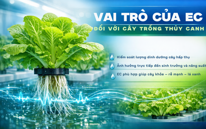 Vai trò của EC đối với cây trồng thủy canh