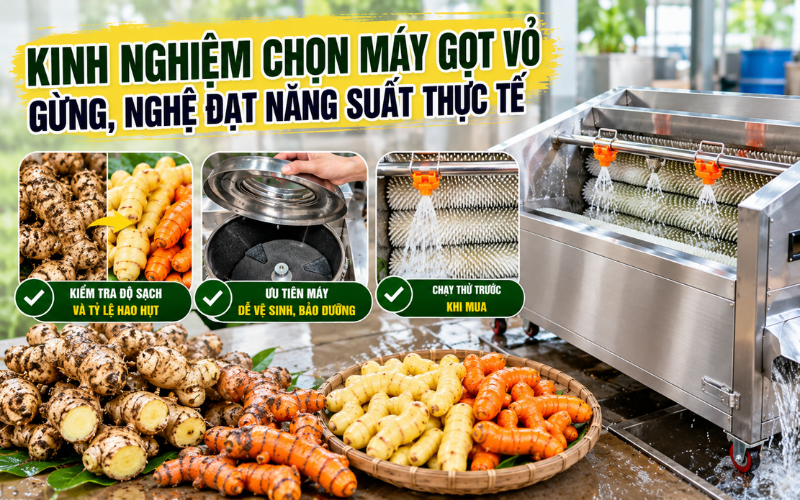 Kinh nghiệm chọn máy gọt vỏ gừng, nghệ đạt năng suất thực tế