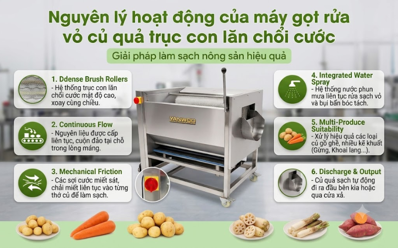 Nguyên lý hoạt động của máy gọt rửa vỏ củ quả trục con lăn chổi cước