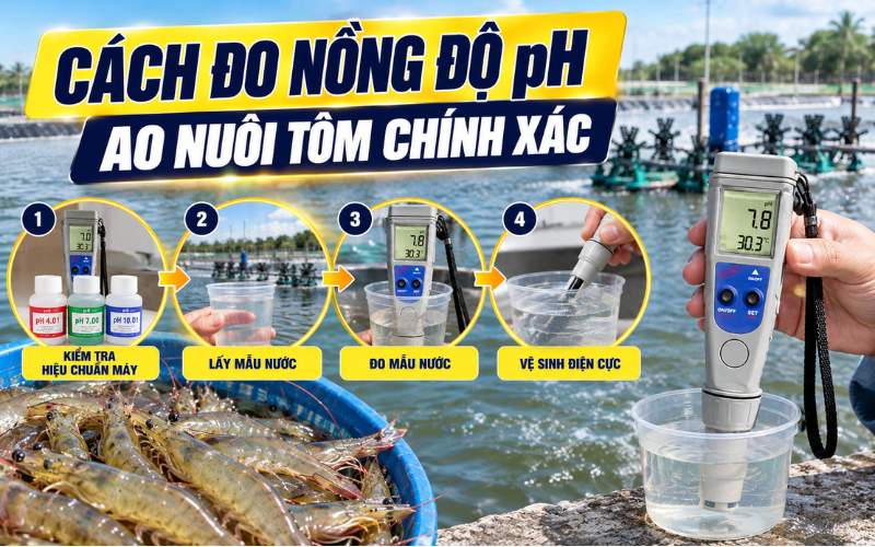 Cách đo nồng độ pH ao nuôi tôm chính xác
