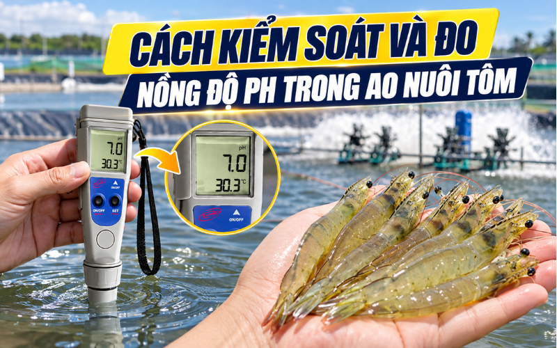 Cách kiểm soát và đo nồng độ ph trong ao nuôi tôm