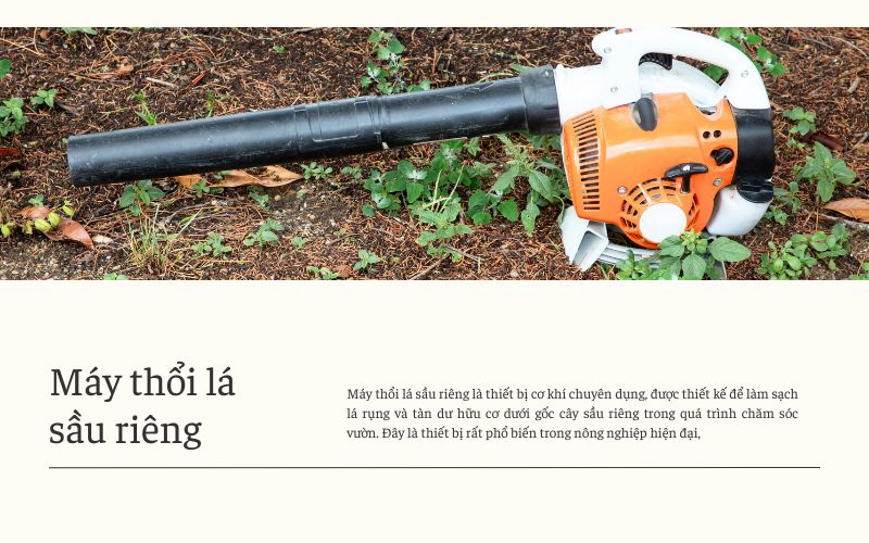 cách dọn dẹp vườn sầu riêng