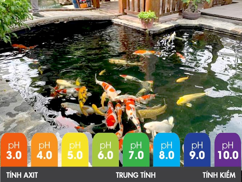 Tầm quan trọng của việc đo pH nước trong bể cá