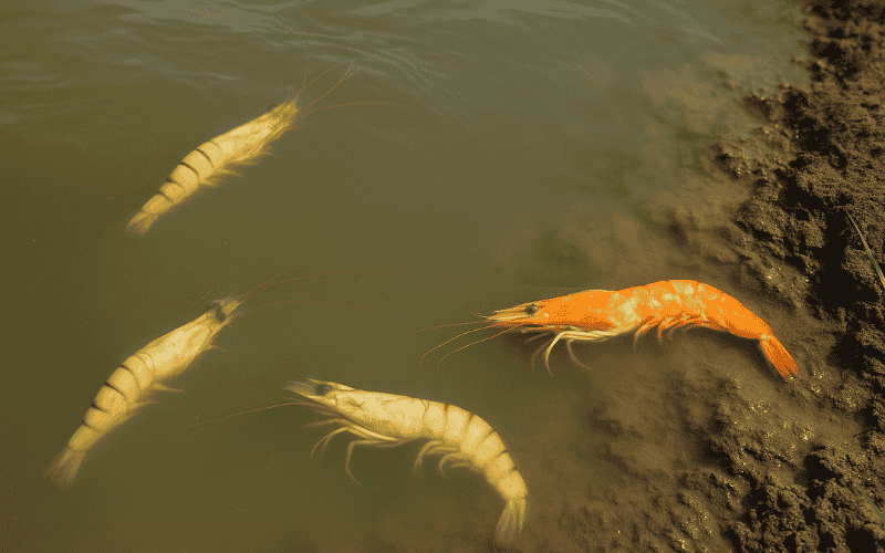 Ảnh hưởng của độ mặn đến sức khỏe tôm