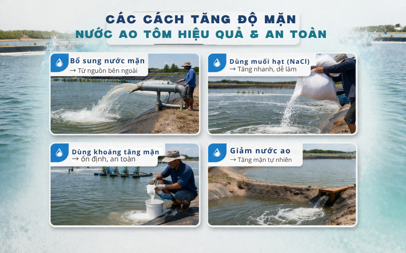 Các cách tăng độ mặn nước ao tôm hiệu quả và an toàn