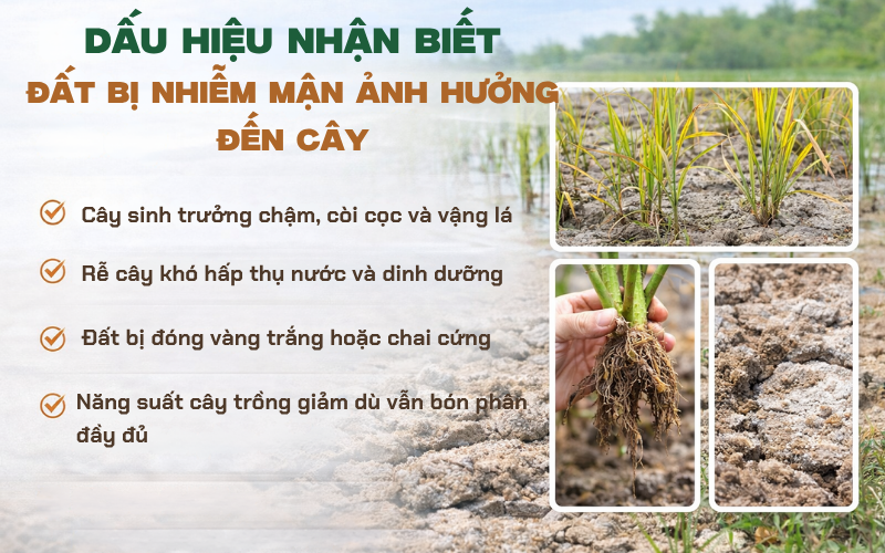 Dấu hiệu nhận biết đất bị nhiễm mặn ảnh hưởng đến cây