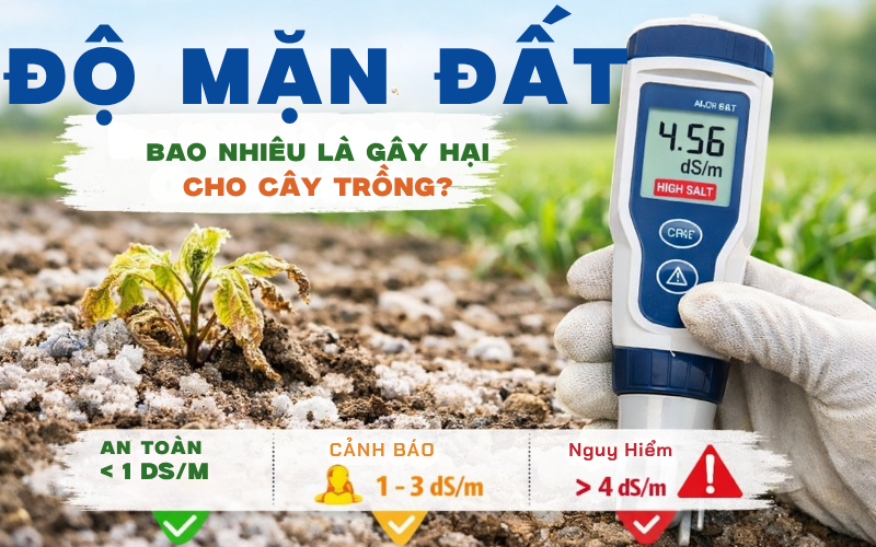Độ Mặn Đất Bao Nhiêu Là Gây Hại Cho Cây Trồng