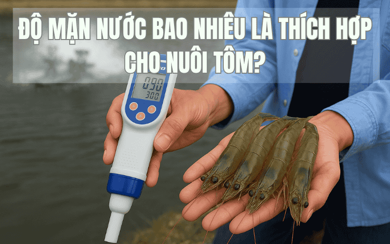 Độ Mặn Nước Bao Nhiêu Là Thích Hợp Cho Nuôi Tôm?