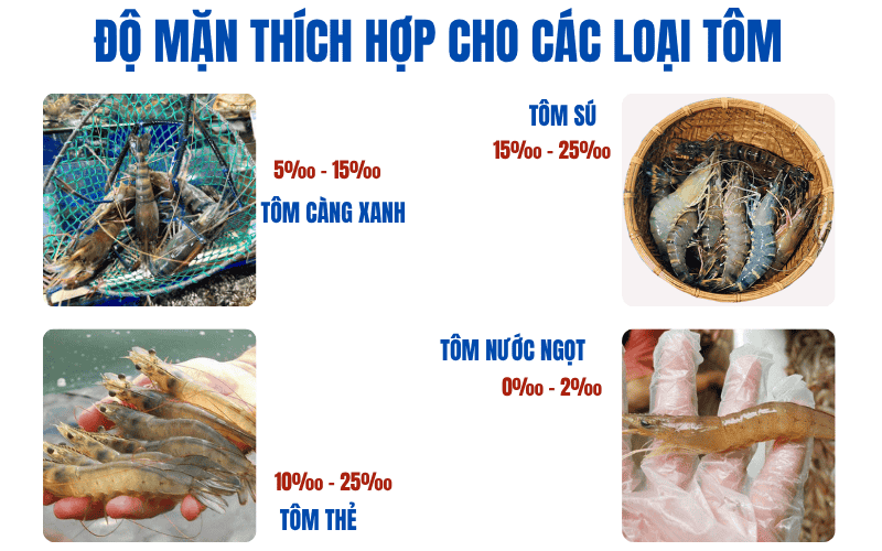 Độ mặn thích hợp cho các loại tôm