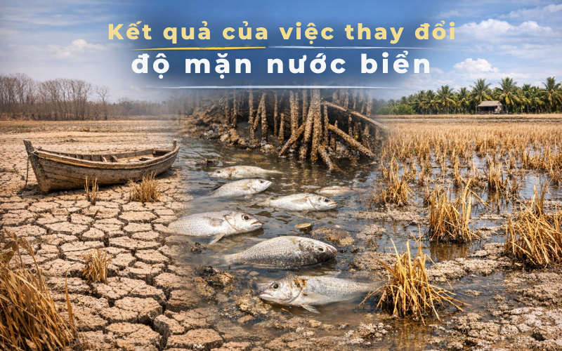 Kết quả của việc thay đổi độ mặn nước biển