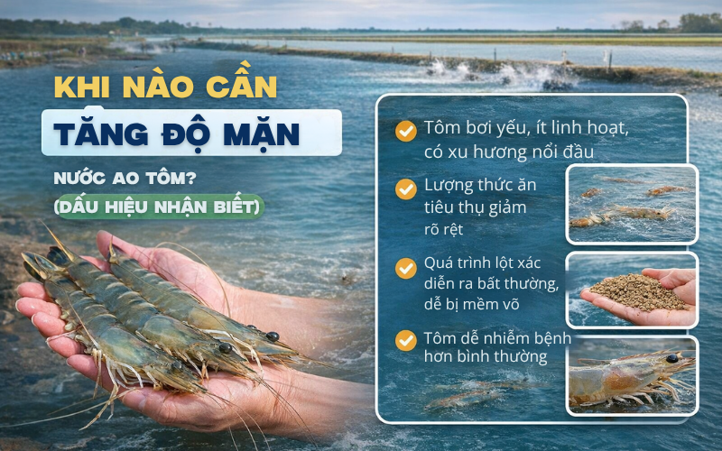 Khi nào cần tăng độ mặn nước ao tôm