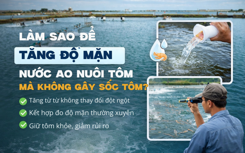 Làm Sao Để Tăng Độ Mặn Nước Ao Nuôi Tôm Mà Không Gây Sốc Tôm?