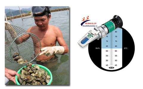 Máy đo độ mặn nước biển có vai trò quan trọng trong nuôi hàu