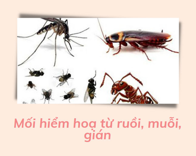 Mối hiểm hoạ từ ruồi, muỗi, gián