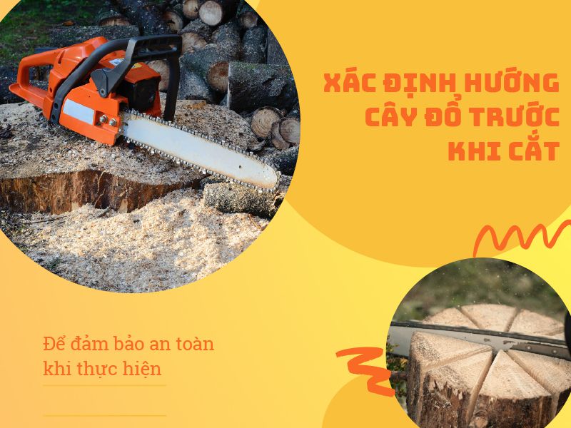 Cách sử dụng máy cưa xích để cưa cây an toàn, hiệu quả
