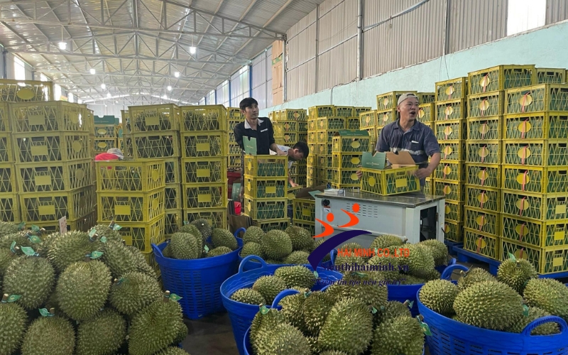 Máy đai các thùng sầu riêng Yamafuji SM10H (2 Motor)