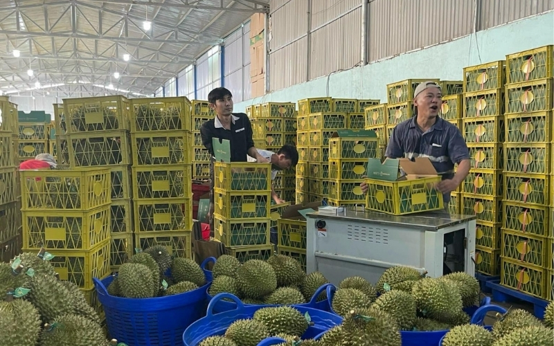 Hướng dẫn sử dụng máy đóng đai Chali JN740 bán tự động