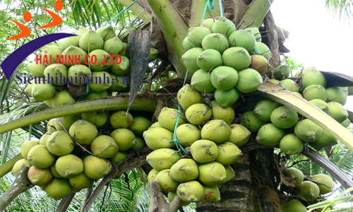 Máy gọt vỏ dừa Yamafuji 1520 gọt được dừa với nhiều loại kích cỡ khác nhau