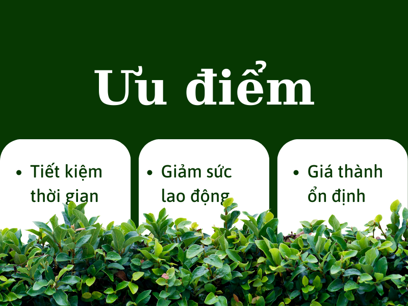 Tầm quan trọng của máy thổi lá trong việc làm sạch sân vườn