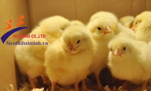 Bổ xung vitamin C cho gà  trước khi cắt mỏ