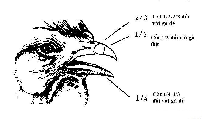 Cắt mỏ gà đúng cách bằng máy cắt mỏ gà tự động