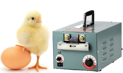 Máy cắt mỏ gà có thể cắt được số lượng lớn gia cầm