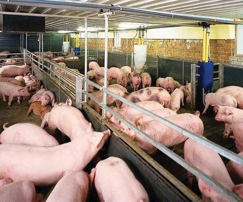 Đàn lợn sau khi sử dụng nguồn cám viên tự ép bằng máy ép cám viên.jpg