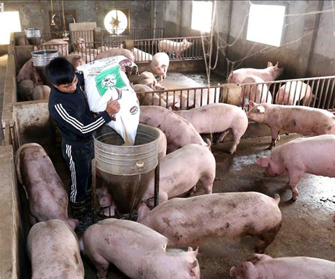 Trang trại chăn nuôi của a Nam tại Hoài Đức trước kia