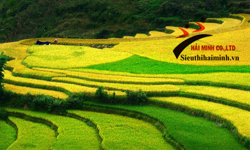 máy phun thuốc trừ sâu bằng điện