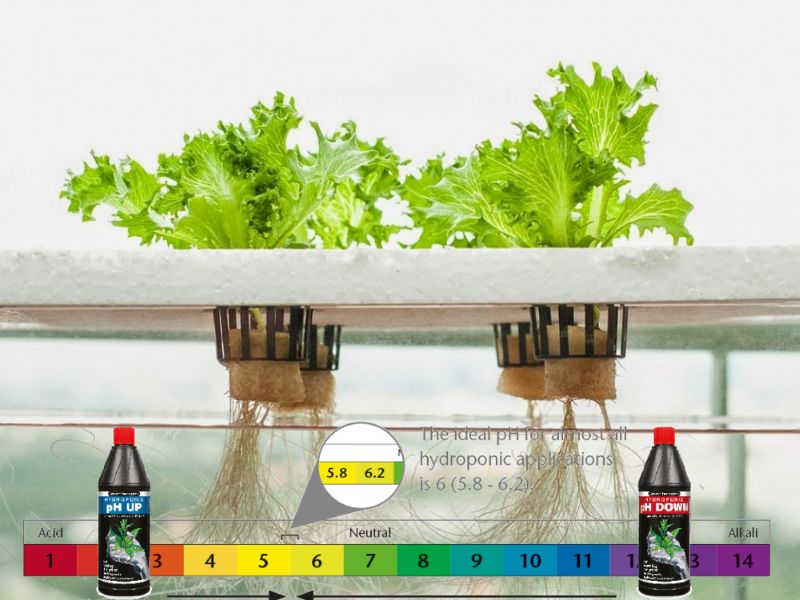 Biểu đồ thể hiện độ PH lý tưởng cho cây