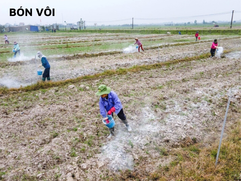 Bón vôi cho đất trồng