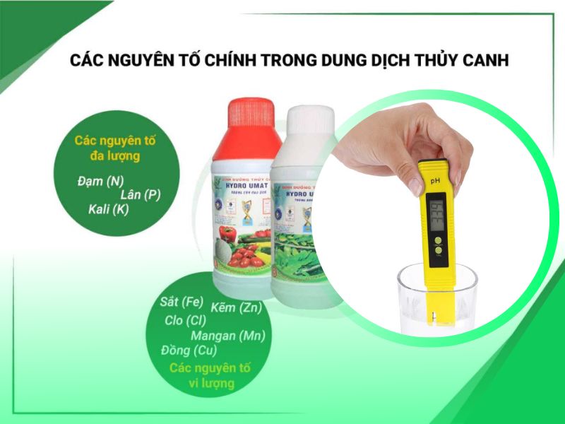 Các yếu tố chính trong dung dịch thủy canh