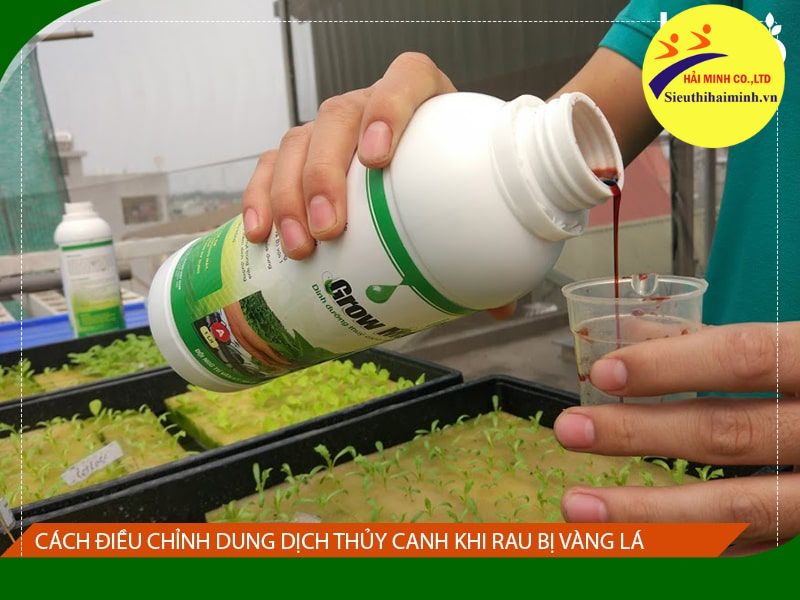 Điều chỉnh lại chỉ số pH cho rau khi bị vàng lá